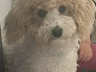 Poochon dogs Loving, Poodle-Bichon mix looking for a new home - Advert 1