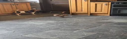 Jack Russell dogs for sale: Short Legged Jack Russell Puppies  - Advert 13