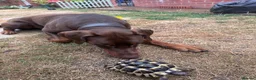 Dobermann dogs for stud: Lorcan (Lorcs) in Burton-on-Trent - Advert 10