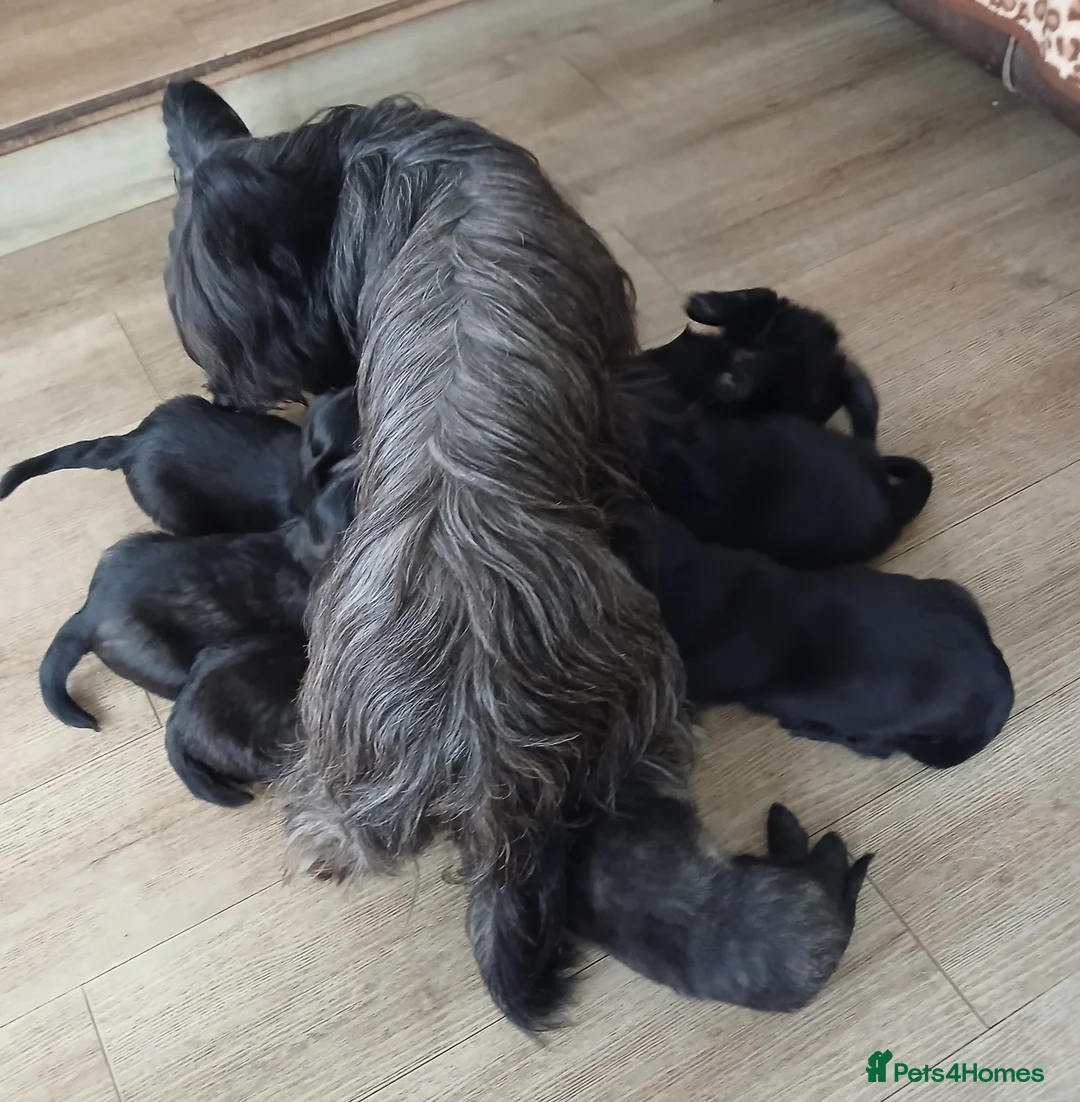 Skye Terrier dogs for sale: Rarely Available SKYE TERRIER Puppies in Latheron - Advert 2