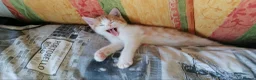 Mixed Breed cats for sale: Adorable Kitten Looking for a Loving Home! - Advert 3