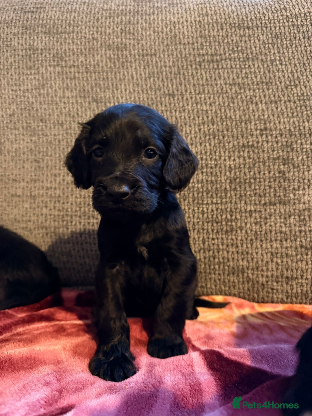 Cocker Spaniel dogs for sale: KC Registered Cocker Spaniel Puppies - Advert 2