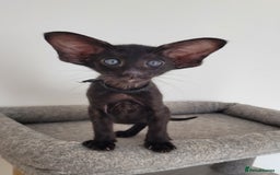 Oriental cats for sale: Oriental Shorthair kittens  - Image 10