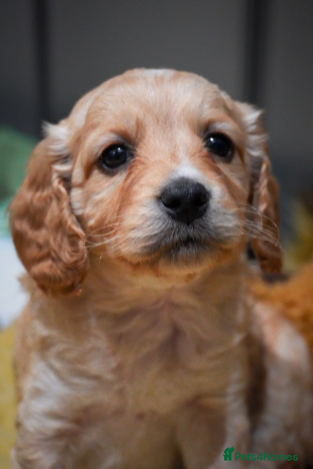 Cockapoo dogs for sale: Beautiful litter of cockerpoo puppies  - Advert 9
