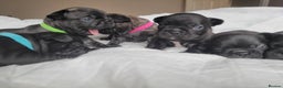 French Bulldog dogs for sale: 2 Girls and 4 Boys - Advert 3