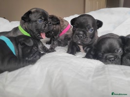 French Bulldog dogs 2 Girls and 4 Boys - Advert 3