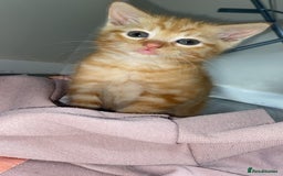 Domestic Shorthair cats for sale: 4 adorable kittens.  - Advert 8