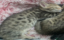 Savannah cats for sale: 2 beautiful Savannah kittens - Image 2