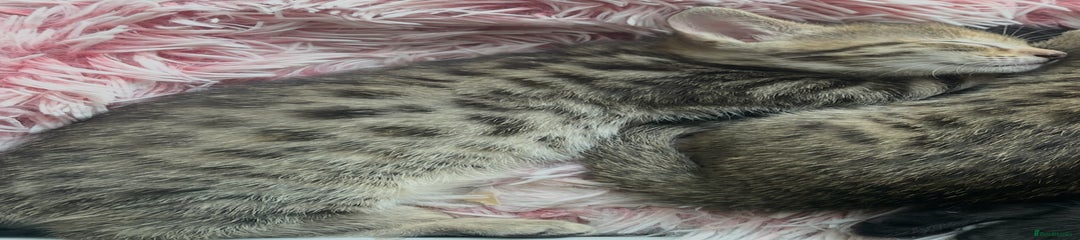 Savannah Kitten 1