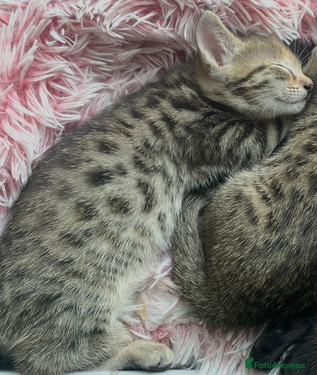 Savannah cats for sale: 2 beautiful Savannah kittens - Image 2