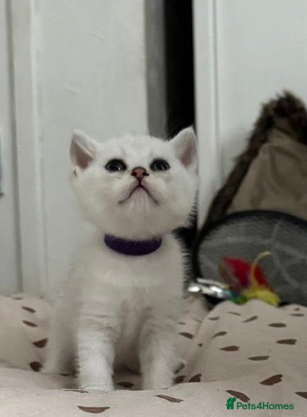 British Shorthair cats BSH Silver/Black Tipped Boys GCCF Registered  - Advert 2