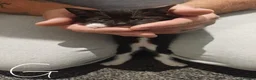 Mixed Breed cats for sale: Kittens for sale - Advert 6