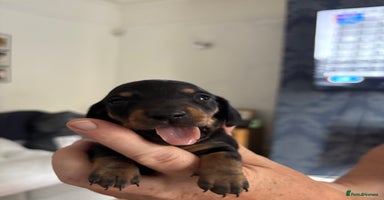Miniature Dachshund dogs - Advert 10