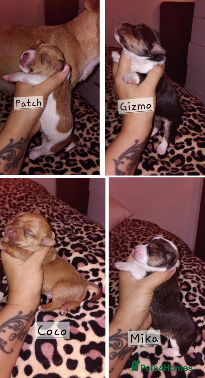 Jack Russell dogs for sale: 🐾 Miniture Jack russell pups 🐾 - Advert 13