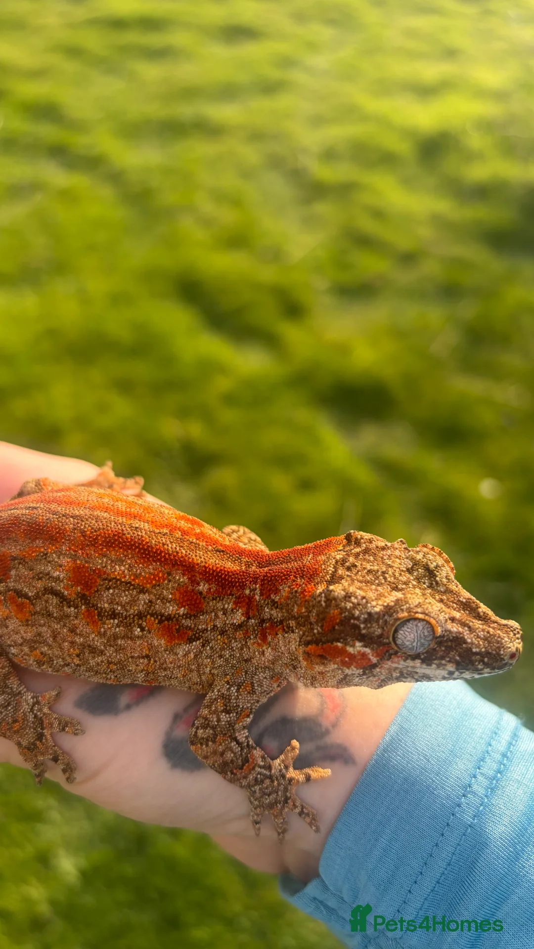 Gecko reptiles for sale: PET ONLY - Advert 3