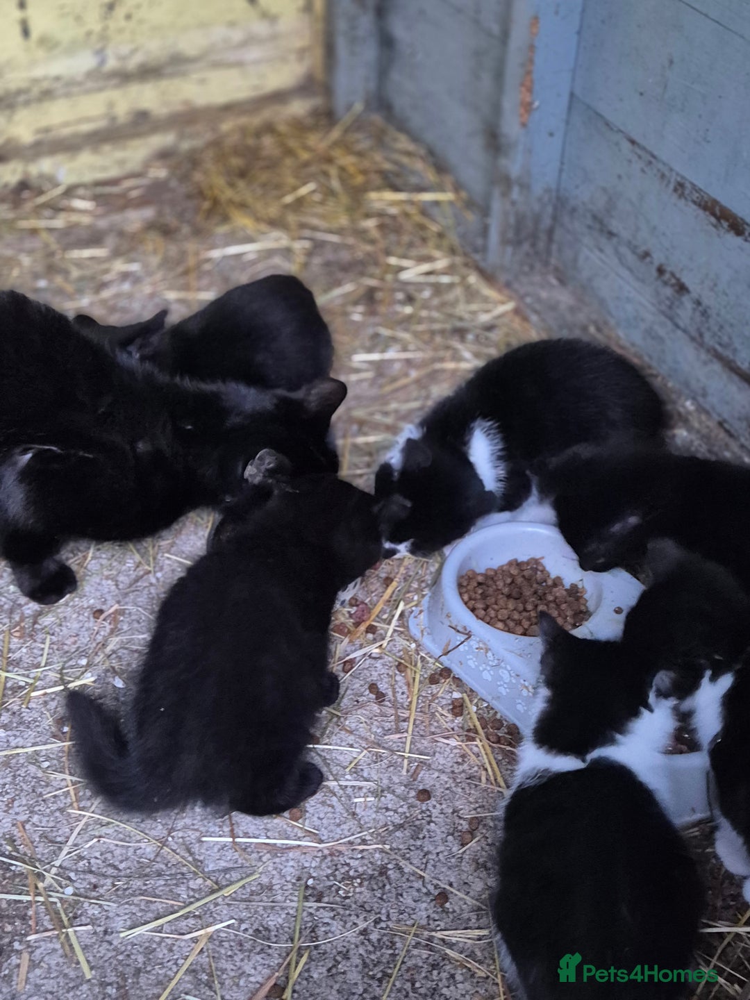 Mixed Breed cats for sale: Cute kittens for sale  - Image 4