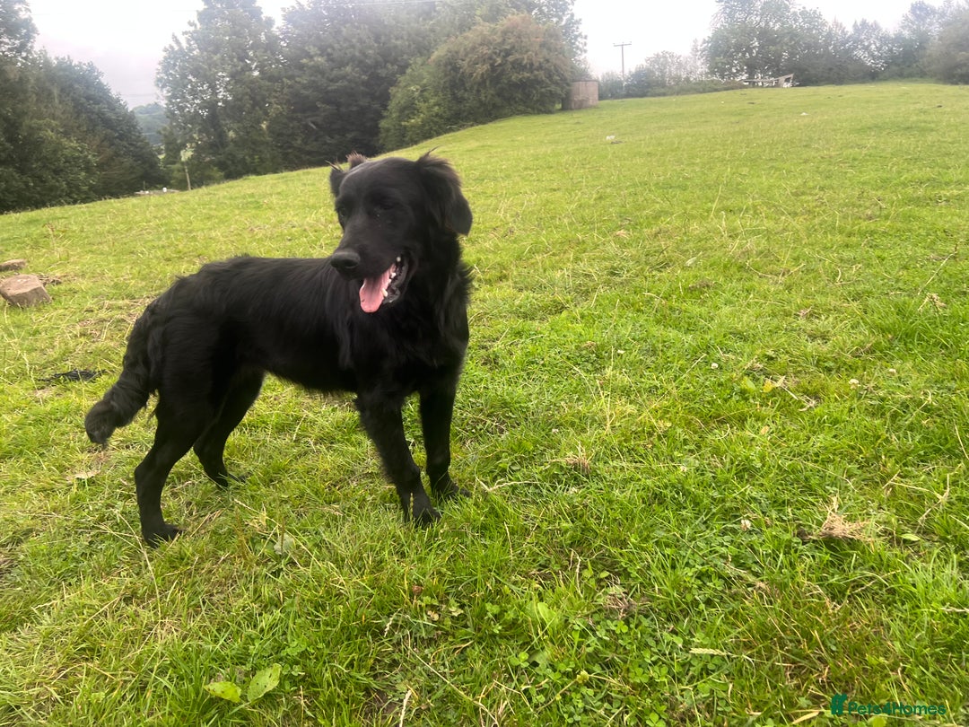 Goldador dogs for sale: Shep  - Image 1