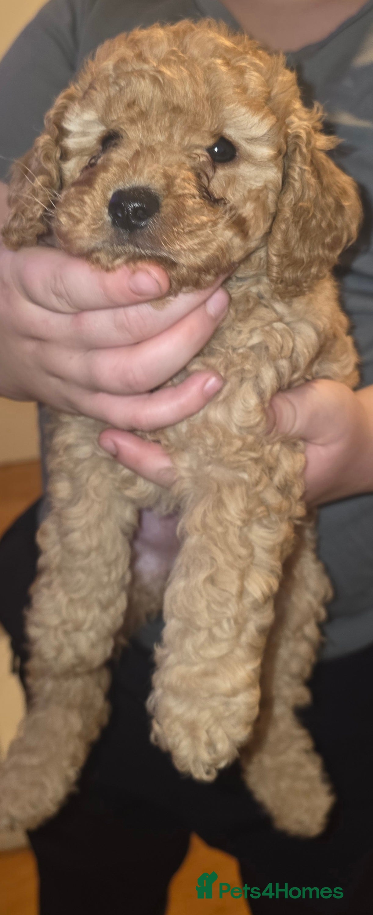 Cockapoo dogs Last Remaining Apricot colour Miniature Cockapoo  - Advert 14