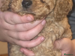 Cockapoo dogs Last Remaining Apricot colour Miniature Cockapoo - Advert 5