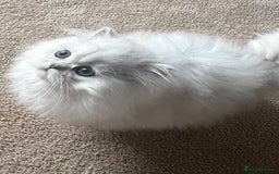 Persian cats for sale: Full Pedigree Chinchilla Kitten - Image 7