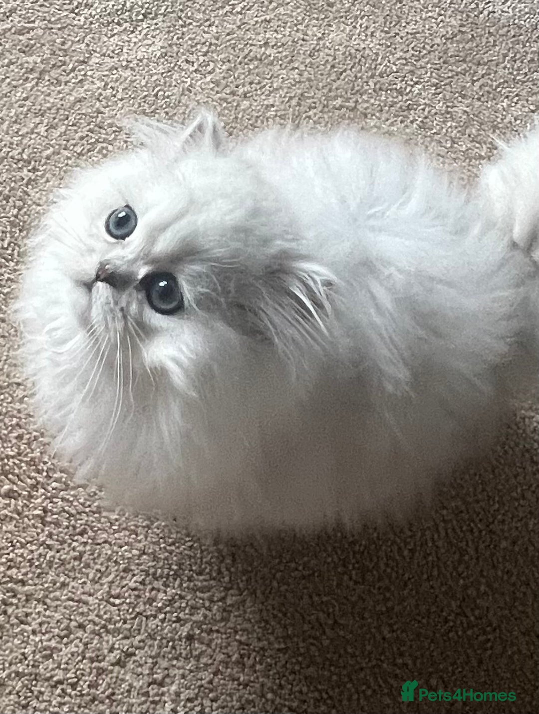 Persian cats for sale: Full Pedigree Chinchilla Kitten - Image 7