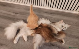 Persian cats for sale: Adorable Persian Kittens  - Image 12