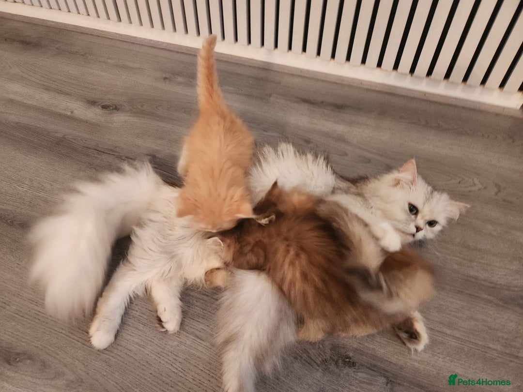 Persian cats for sale: Adorable Persian Kittens  - Image 12