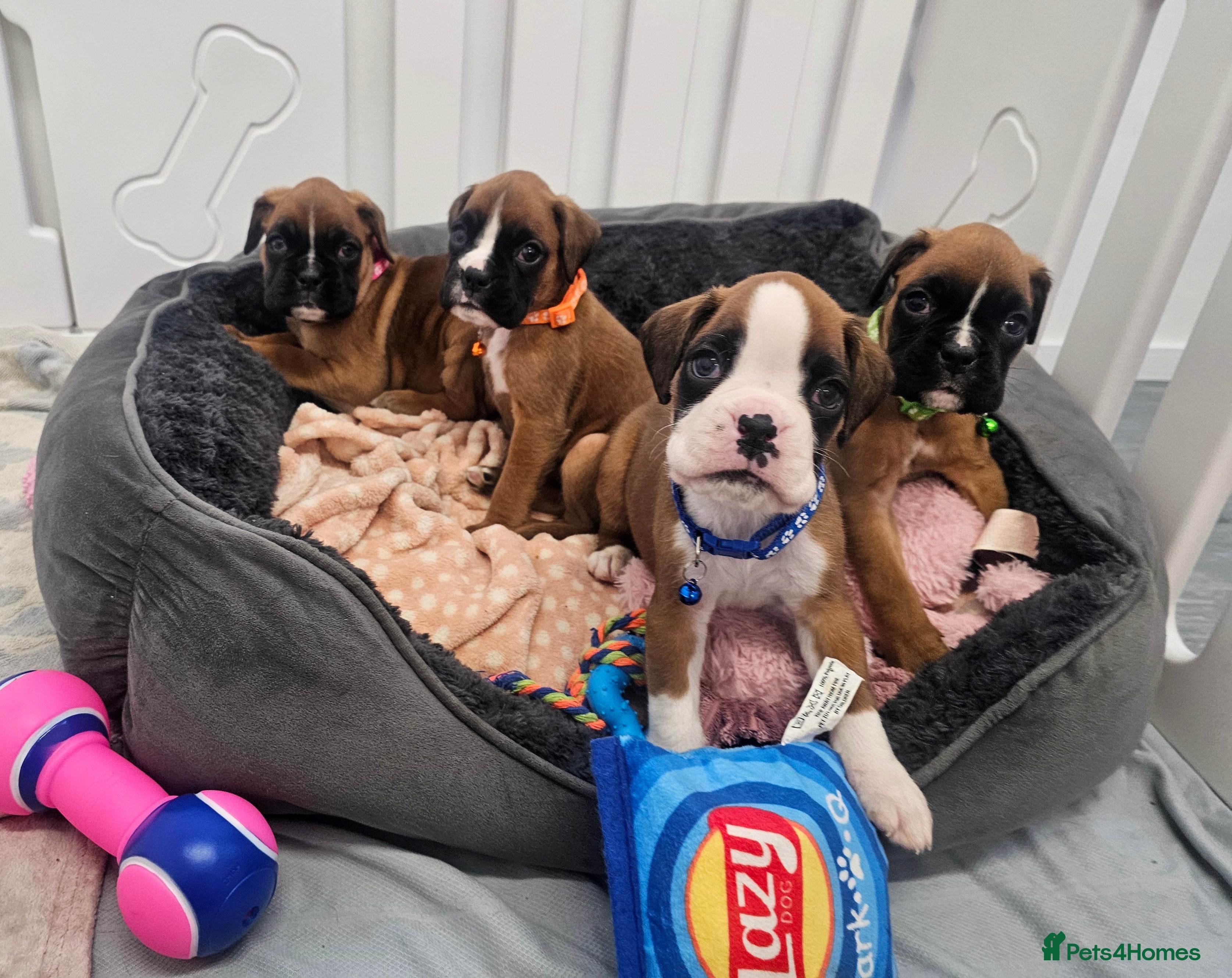 Boxer dogs Beautiful KC Registered Boxer Puppies - Advert 2