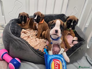 Boxer dogs Beautiful KC Registered Boxer Puppies - Advert 2