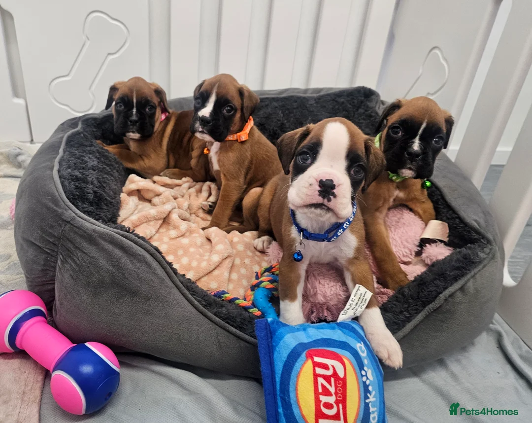 Boxer dogs for sale: Beautiful KC Registered Boxer Puppies - Advert 1
