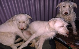 Mixed Breed dogs for adoption: BENJI - a handsome & gentle Boy  for a Loving Home - Image 7