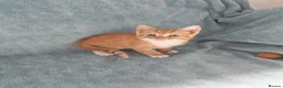 Mixed Breed cats for sale: GINGER BOYS VIDEOS - Advert 9