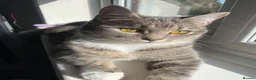Ragdoll cats for sale: Ragdoll silver tabby cross kitten - Advert 1
