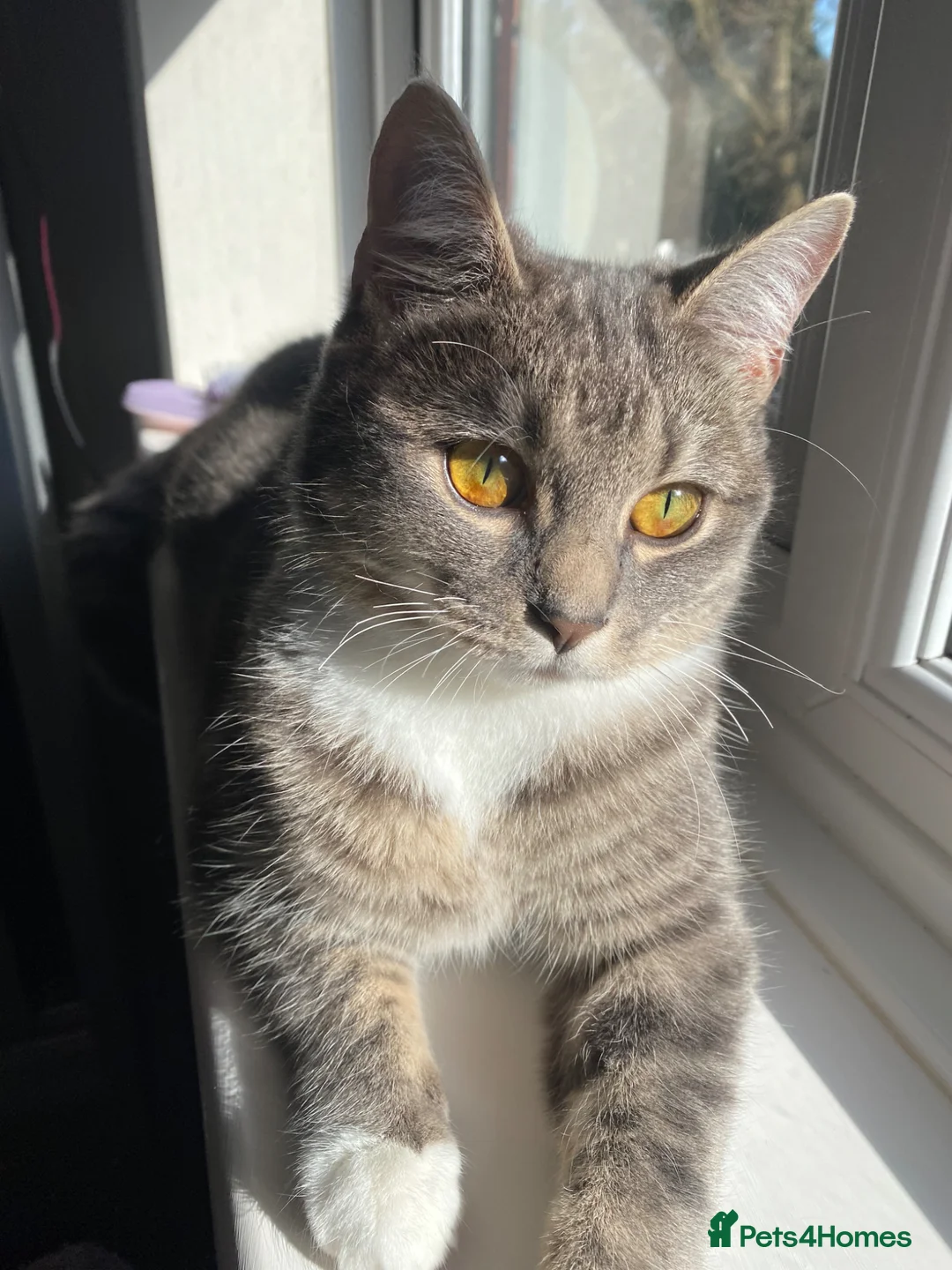 Ragdoll cats for sale: Ragdoll silver tabby cross kitten - Advert 1