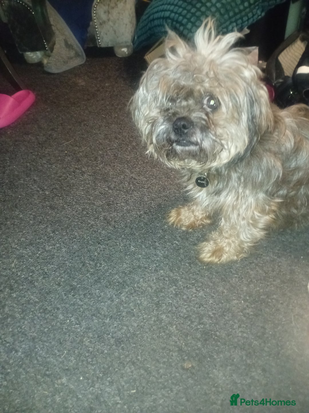 Mixed Breed dogs for sale: Shih Tzu Cross - Image 6
