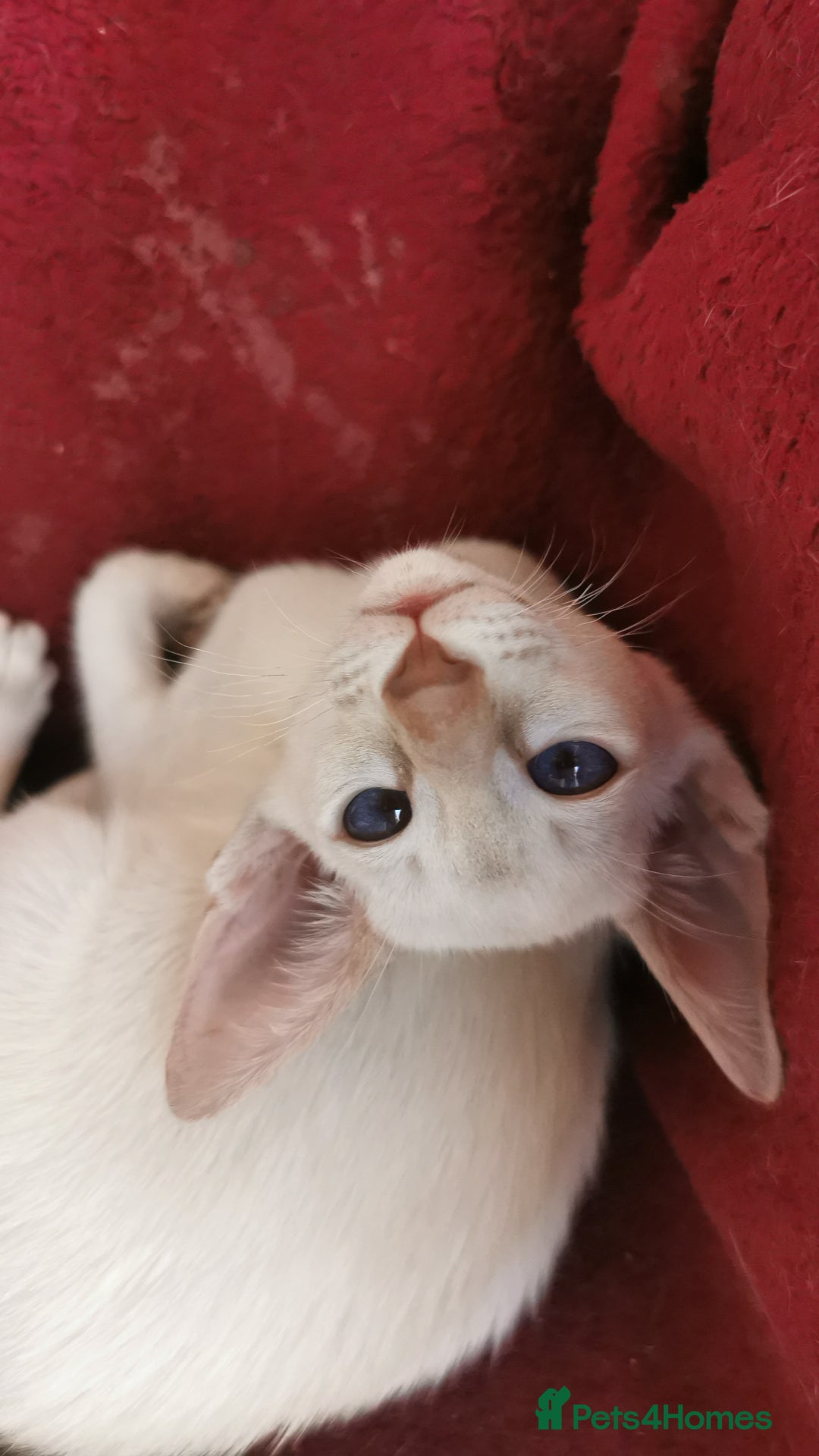 Siamese cats for sale: Pedigree Siamese Kittens for sales - Image 6