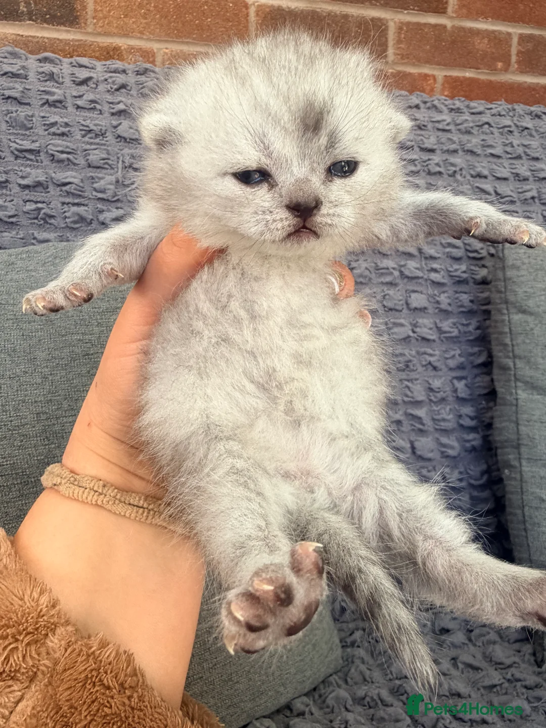 Scottish Fold cats for sale: Scottish fold❤️❤️❤️❤️ - Advert 7