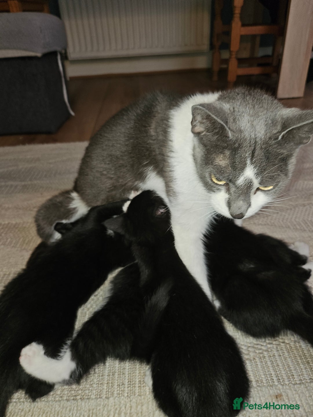 Mixed Breed cats for sale: 7 adorable black & white kittens  - Advert 8