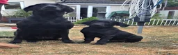 Labrador Retriever dogs for sale: Black Labrador Dog - Advert 2