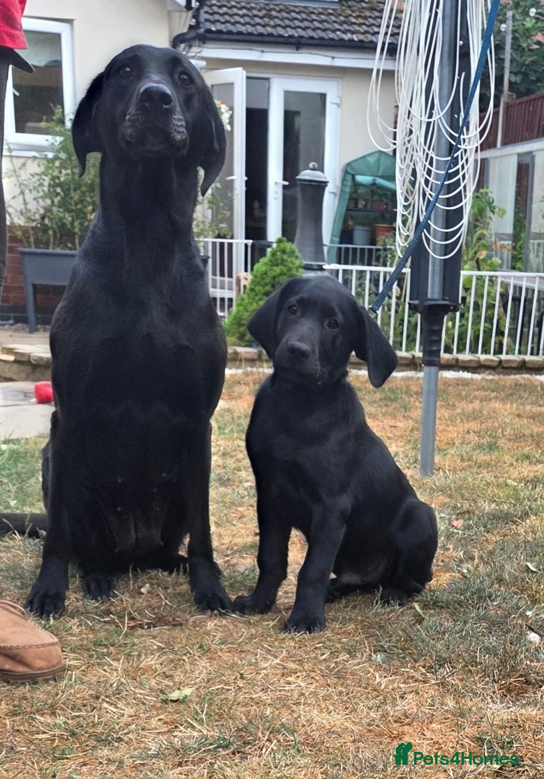 Labrador Retriever dogs for sale: Black Labrador Dog - Advert 2