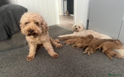 Cavapoo dogs for sale: Cavapoo - Image 4