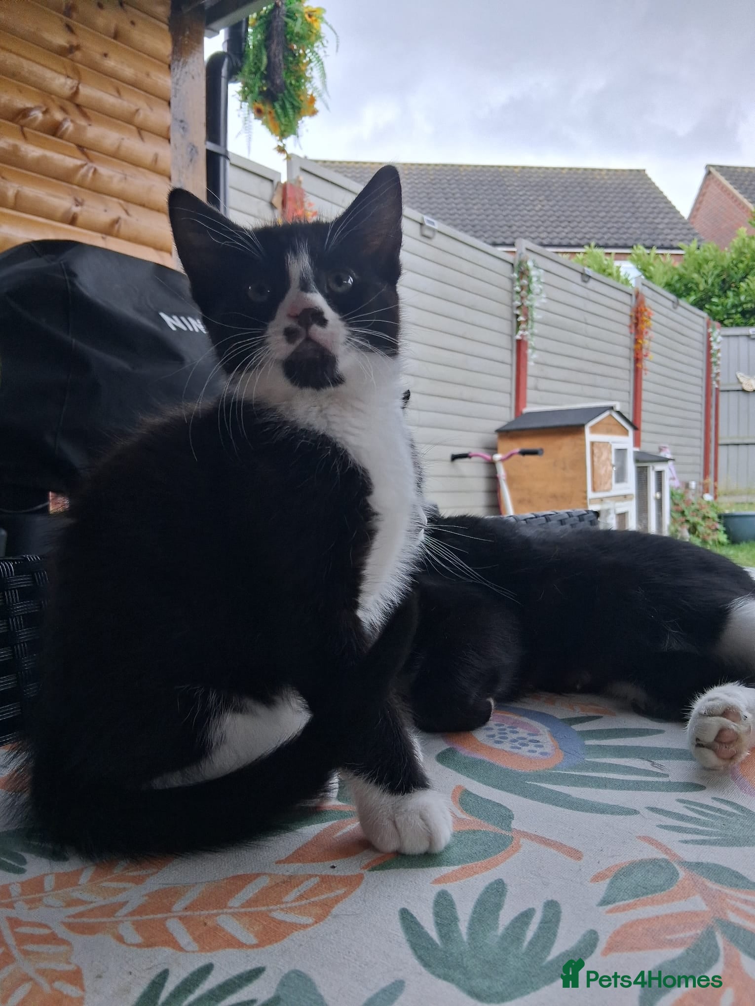 Mixed Breed cats for sale: 1 boy and 2 girls black and white ( tuxedo) - Advert 3