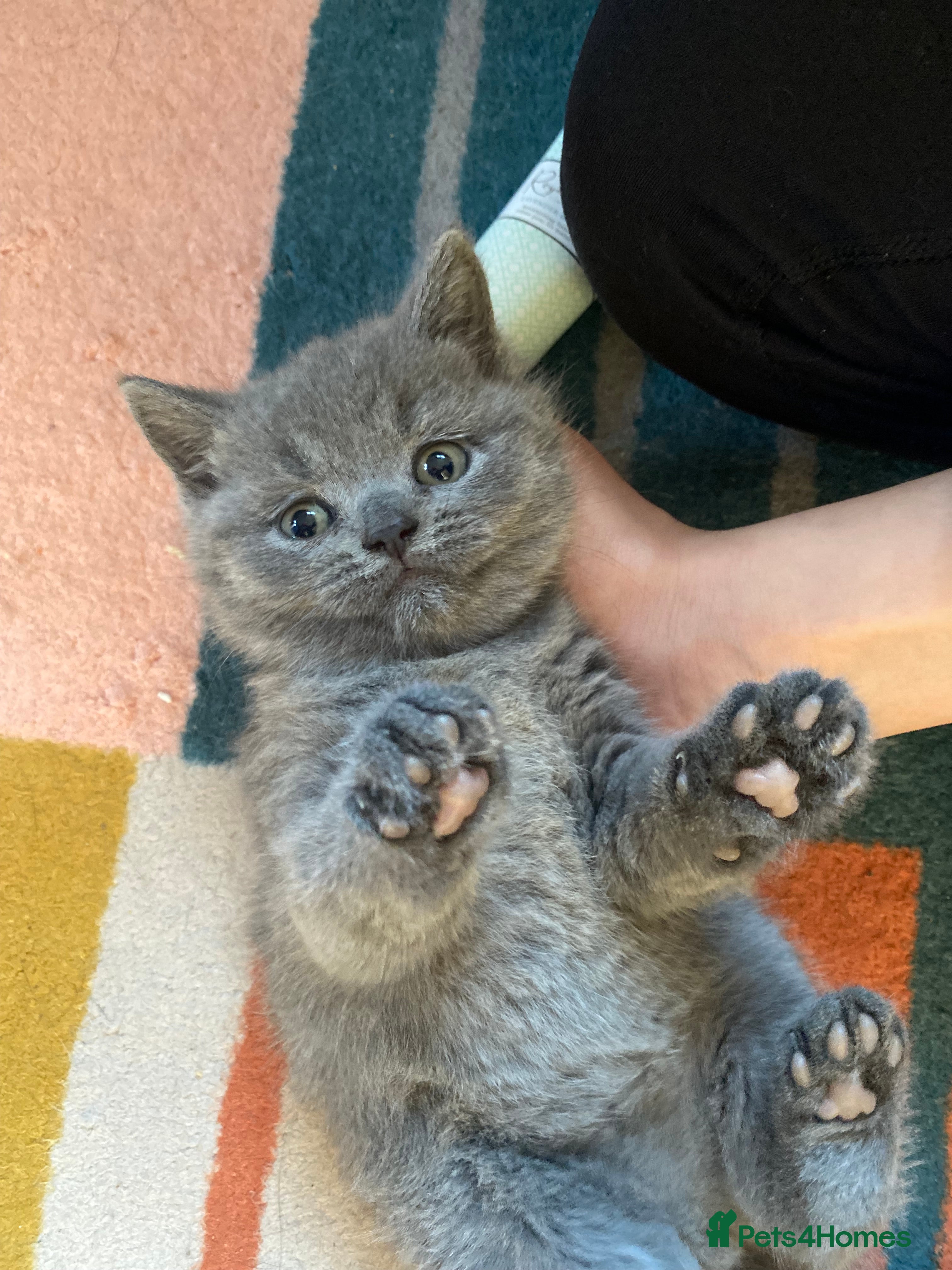 British Shorthair cats British Shorthair kittens to reserve  - Advert 6