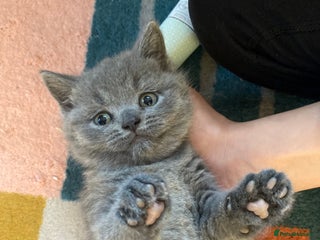 British Shorthair cats British Shorthair kittens to reserve - Advert 1
