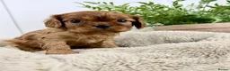 Cavalier King Charles Spaniel dogs for sale: KC registered Cavalier King Charles Spaniel.  - Advert 35
