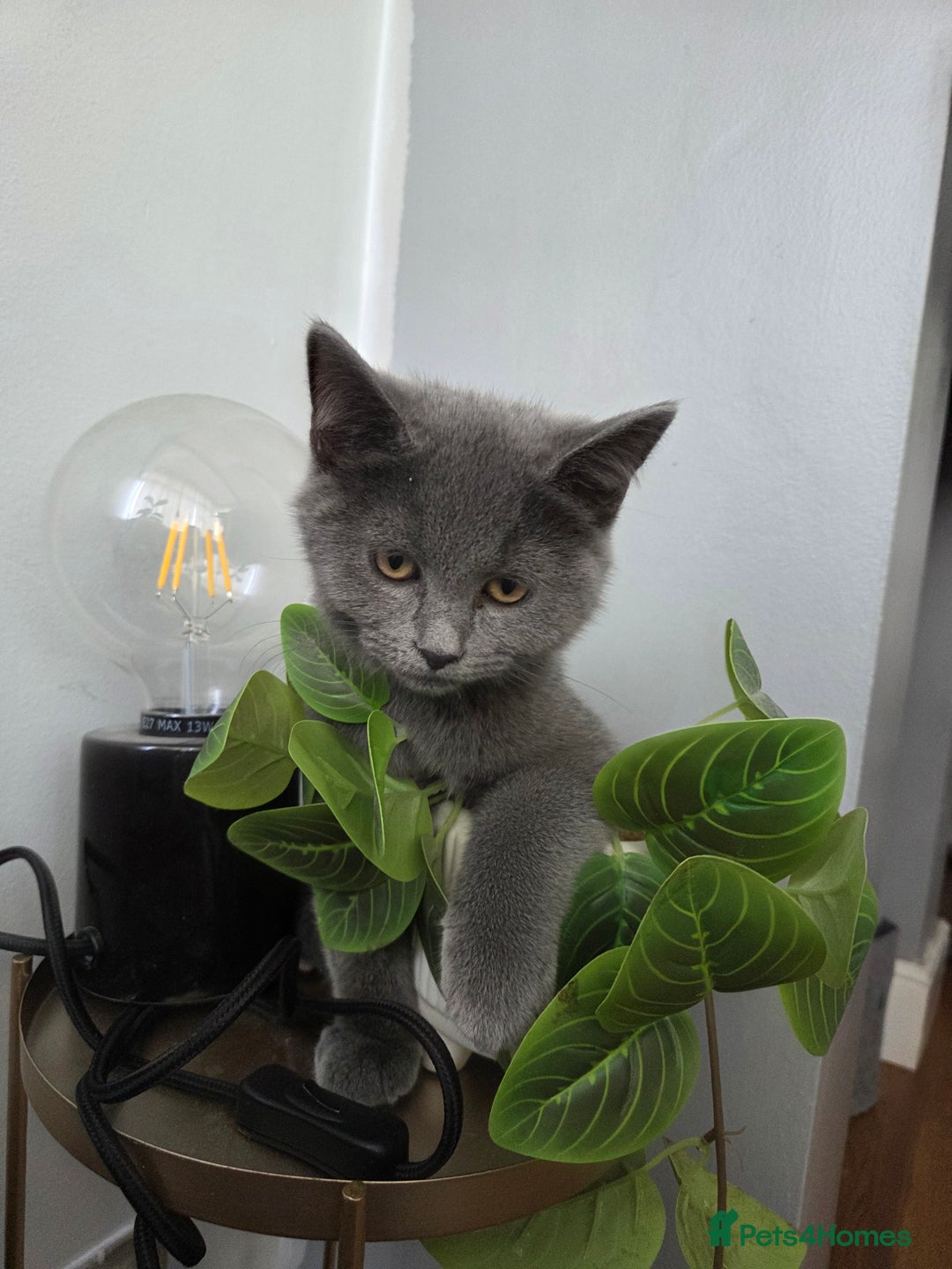 British Shorthair cats for sale: ☆ 6month male british shorthair kitten ☆ - Advert 4