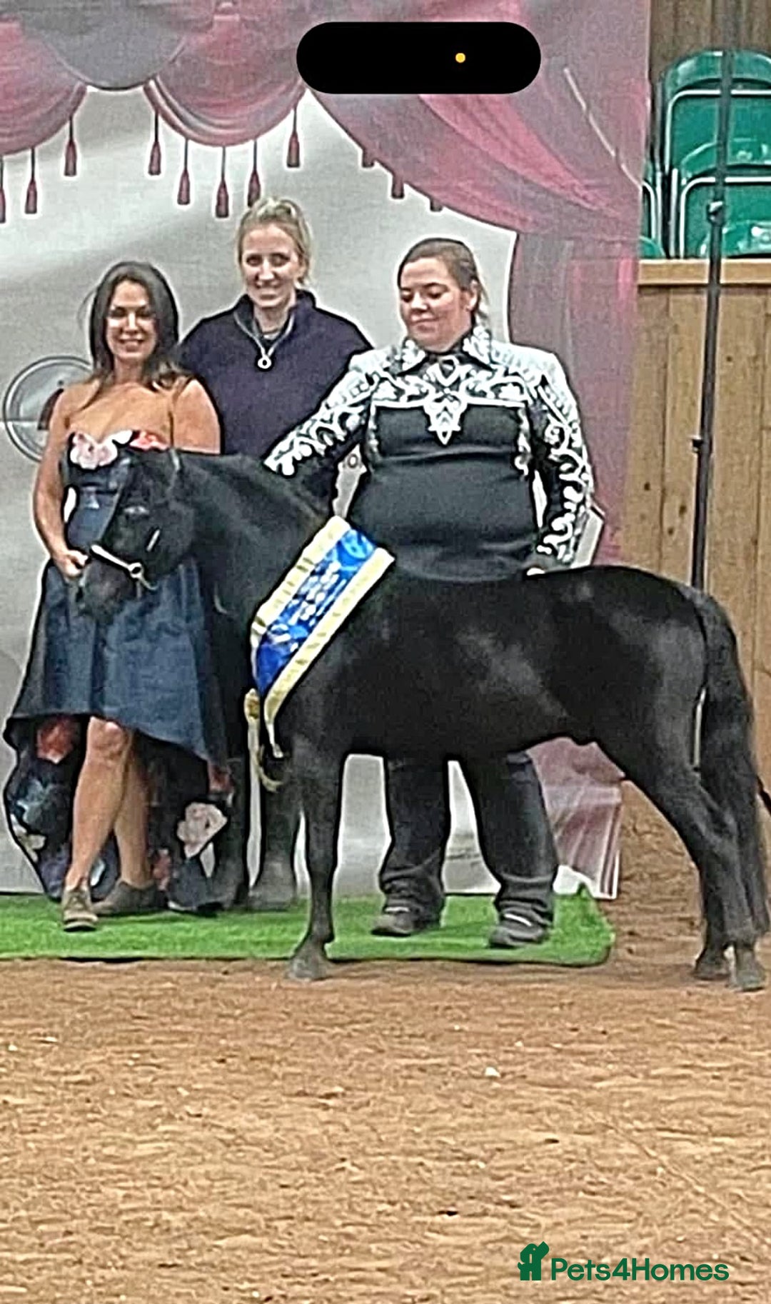 Miniature horses for sale: American Miniature show stallion - Image 1