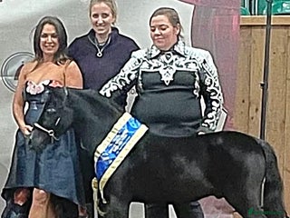 Miniature horses - Advert 3