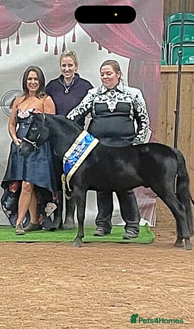 Miniature horses - Advert 1