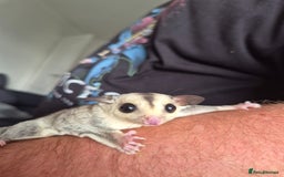 Sugar Glider rodents for sale: Sugar gliders unrelated ready 18th  - Image 4